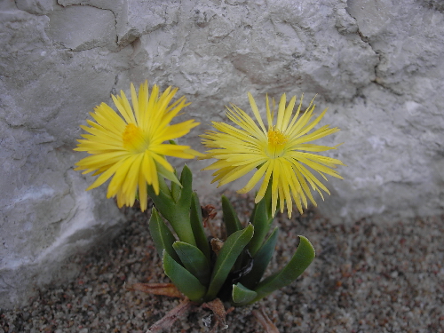 bergeranthus scapiger